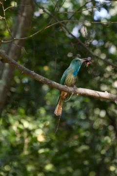 Blue-bearded Bee-eater on the branch in nature 스톡 사진