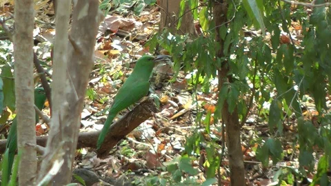 Blue-bearded Bee-eater, Cambodia Vidéo 88545689
