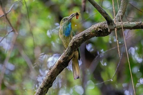 Blue-bearded Bee-eater is catching a cicada on the tree in the natural forest Stock Photos