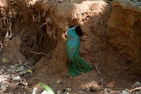 Blue-bearded Bee-eater on ground in nature Foto stock