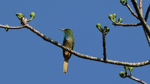 A Blue-bearded bee-eater (Nyctyornis athertoni) perched on a branch. Stock Footage 321017789