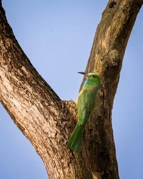 Blue bearded bee eater or Nyctyornis athertoni bird perched in dhikala corbett Stock Photos