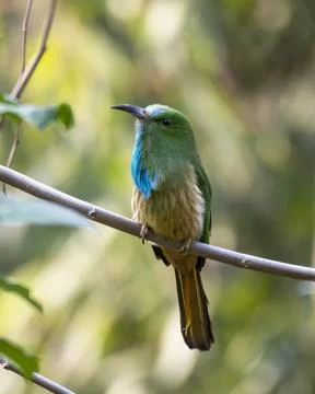 Blue-bearded bee-eater or Nyctyornis athertoni seen in Rongtong in West Benga Stock Photos