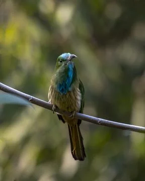 Blue-bearded bee-eater or Nyctyornis athertoni seen in Rongtong in West Benga Stock Photos