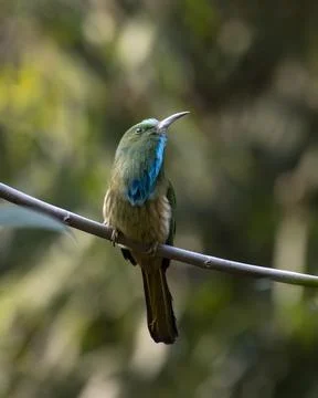 Blue-bearded bee-eater or Nyctyornis athertoni seen in Rongtong in West Benga Stock Photos