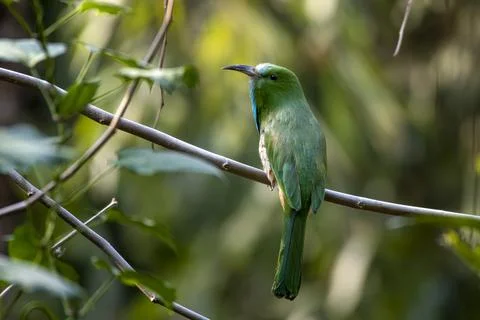 Blue-bearded bee-eater or Nyctyornis athertoni seen in Rongtong in West Benga Stock Photos