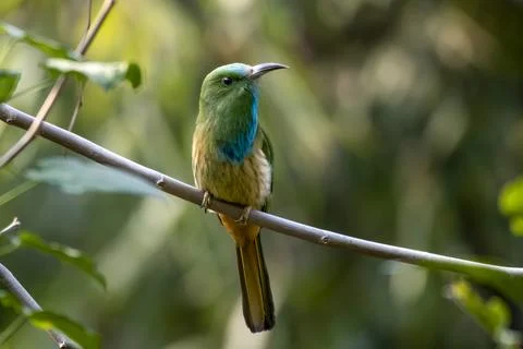 Blue-bearded bee-eater or Nyctyornis athertoni seen in Rongtong in West Benga Stock Photos
