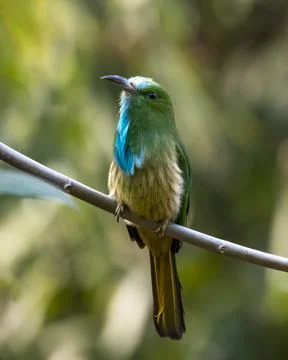 Blue-bearded bee-eater or Nyctyornis athertoni seen in Rongtong in West Benga Stock Photos