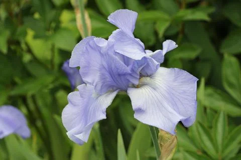 Blue bearded iris flower Foto stock