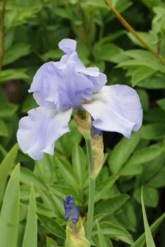 Blue bearded iris flower Stock Photos