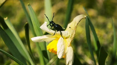 Blue beattle (coleoptera) climbs a daffodil flower Stock Footage 146853182