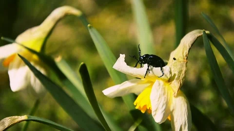Blue beattle (coleoptera) climbs a daffodil flower Stock Footage 146853195
