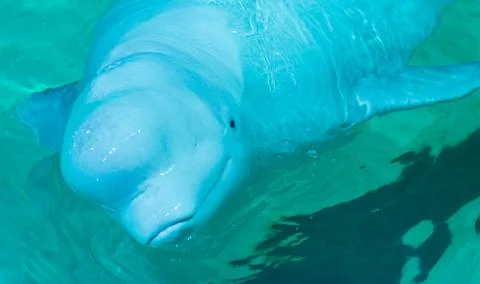 Blue beautiful dolphin swimming in pool Foto stock