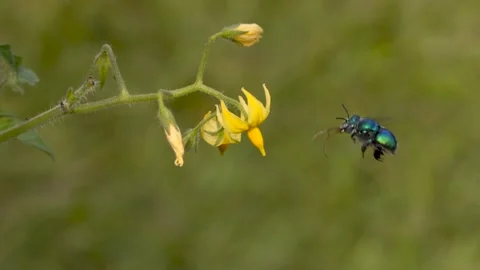 Blue bee flying on around a tomato flower Stock-Footage 171926974