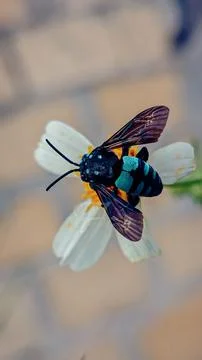 Blue bee Stock Photos