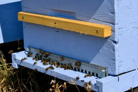 Blue beehive Stock Photos