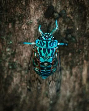 Blue beetle bug in a tree Stock Photos