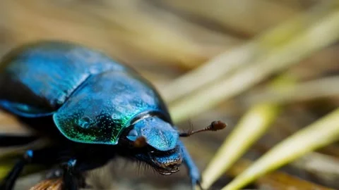 Blue Beetle Closeup with Forest Floor. Stock Footage 307263581