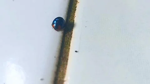 Blue Beetle Feeding as Ant Passes By 스톡 동영상 340973453