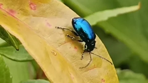 Blue beetle Stock Footage 260900466