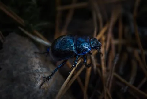 Blue beetle in the forest Stock Photos