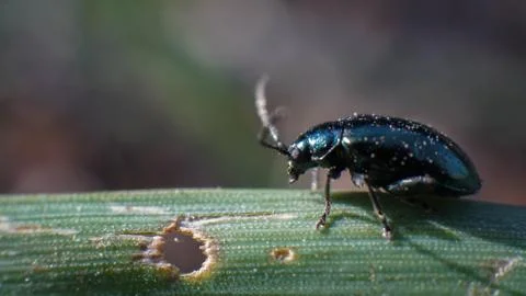 Blue beetle on grass, wildlife, spring day Stock Photos