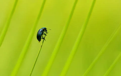 Blue beetle holding on the leaf. Stock Photos