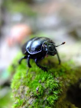 Blue Beetle on moss. Stock Photos
