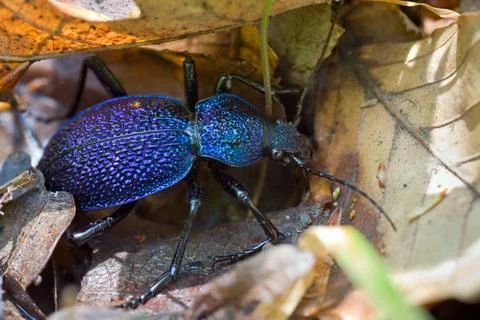 Blue beetle Stock Photos