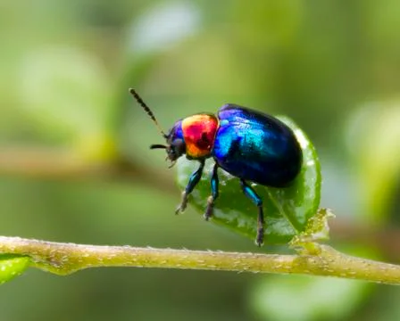 Blue beetle. Stock Photos