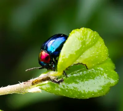Blue beetle. Stock Photos