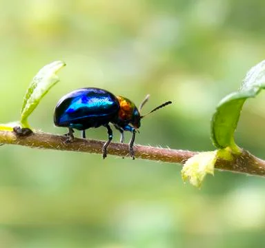 Blue beetle. Stock Photos