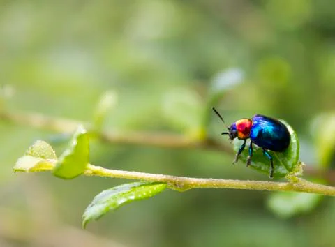 Blue beetle. Stock Photos