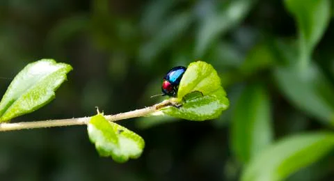 Blue beetle Stock Photos