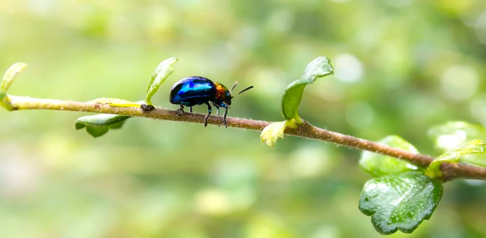 Blue beetle. Stock Photos