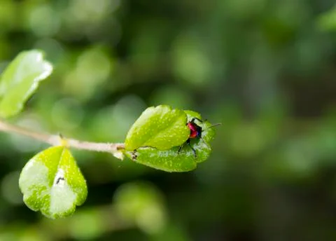 Blue beetle Stock Photos