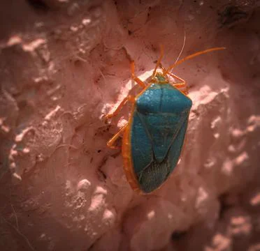 Blue beetle 스톡 사진