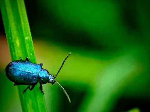 Blue Beetle Stock Photos