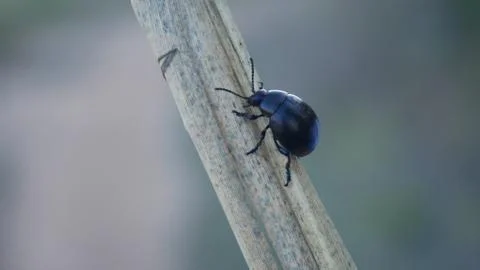 Blue Beetle on Reed Stock Photos