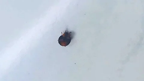 Blue Beetle Struggling to Flip Over 스톡 동영상 340973597