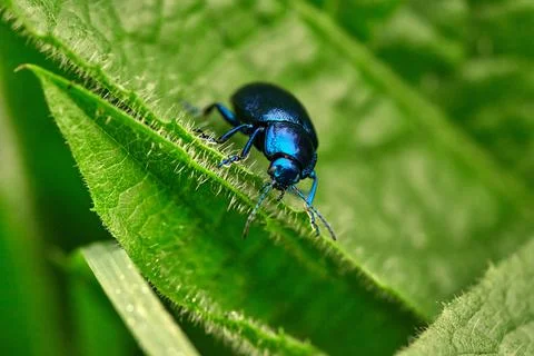 Blue beetle on Thistle Leaf Stock Photos