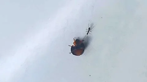 Blue Beetle Upside Down Ant Approaching Stock Footage 340973484