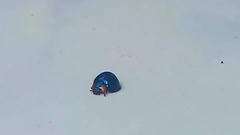 Blue Beetle Walking Toward Debris Vidéo 340972981