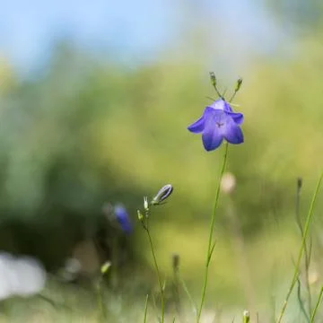 Blue Bell closeup Stock Photos