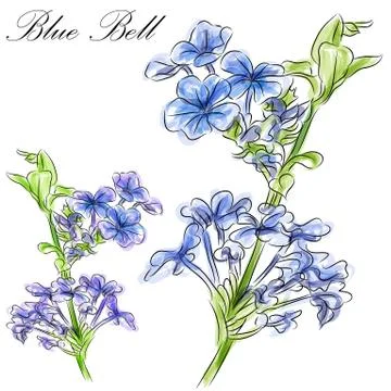 Blue bell flower Stock Illustration