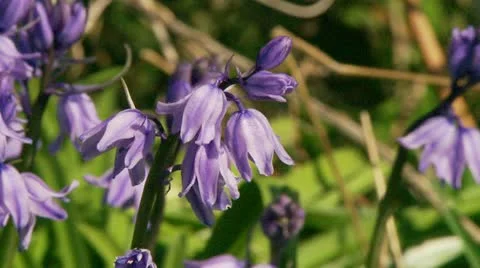 Blue Bell Stock Footage 12421543