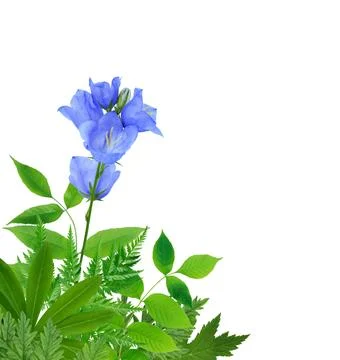 Blue Bell In The Grass Stock Photos