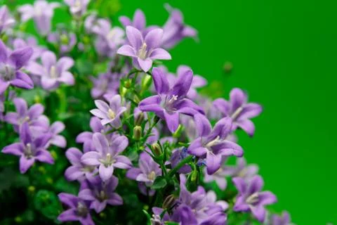 Blue bell Stock-Fotos