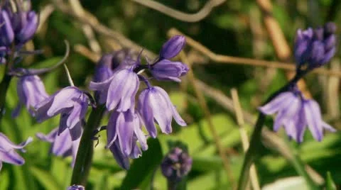 Blue Bell pull focus Video stock 12421508