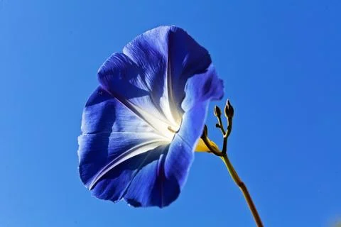 Blue bellflower Stock Photos